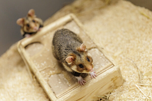 Feldhamster-Nachzucht