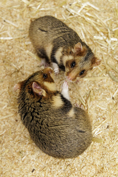 Feldhamster-Nachzucht