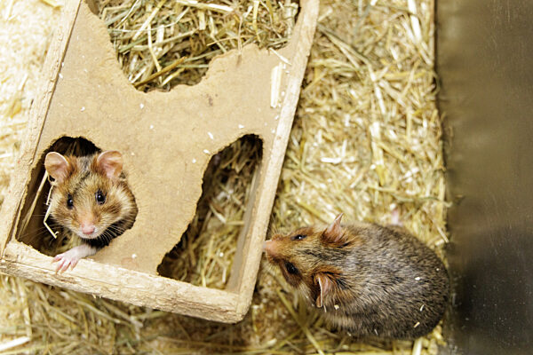 Feldhamster-Nachzucht