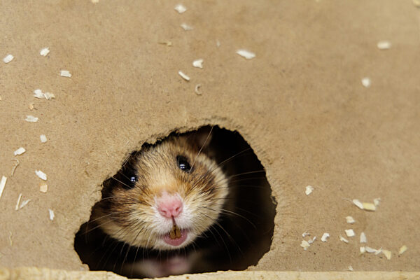 Feldhamster-Nachzucht