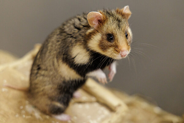 Feldhamster-Nachzucht