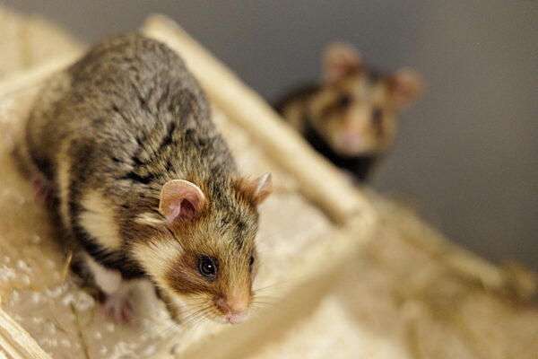 Feldhamster-Nachzucht