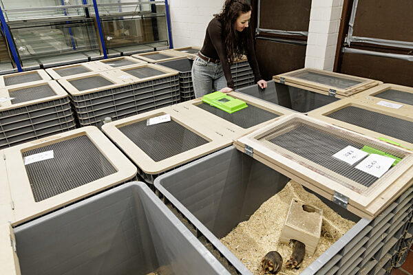 Feldhamster-Nachzucht