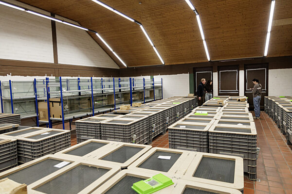 Feldhamster-Nachzucht