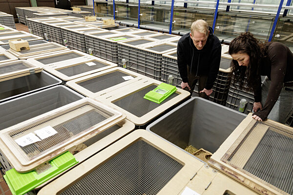 Feldhamster-Nachzucht