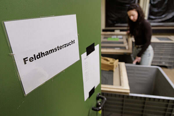 Feldhamster-Nachzucht