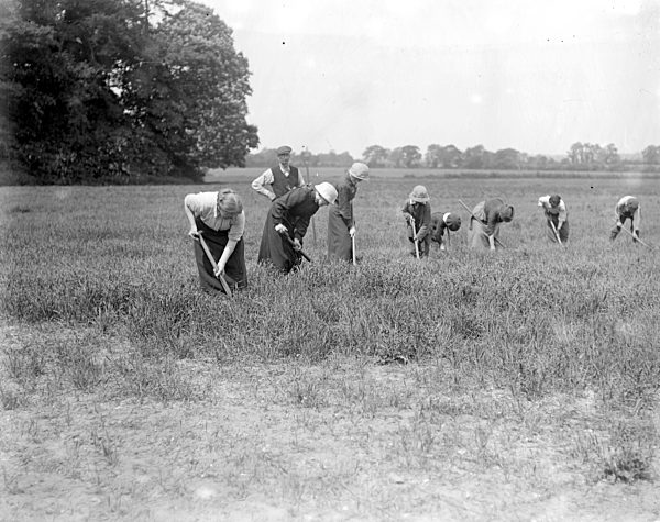 Women  Assist a Norfolk farmer