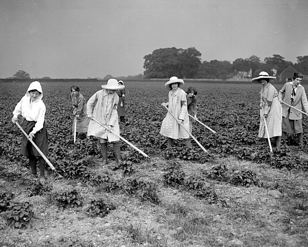 women fruit pickers