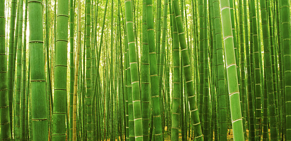 Bamboo forest at Sagano Arashiyama near Kyoto, Japan