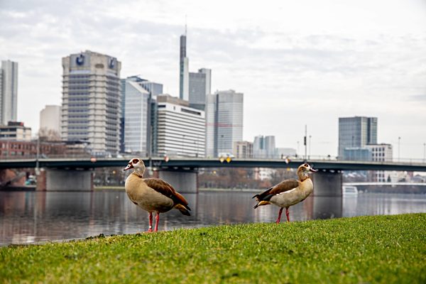 Nilgänse in Frankfurt