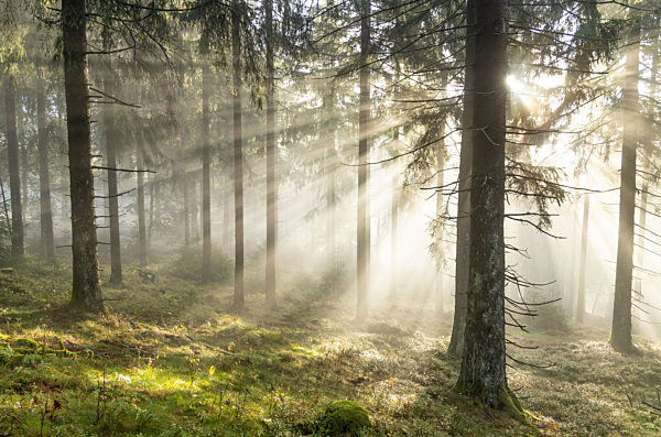 Sonnenschein und Nebel im Wald