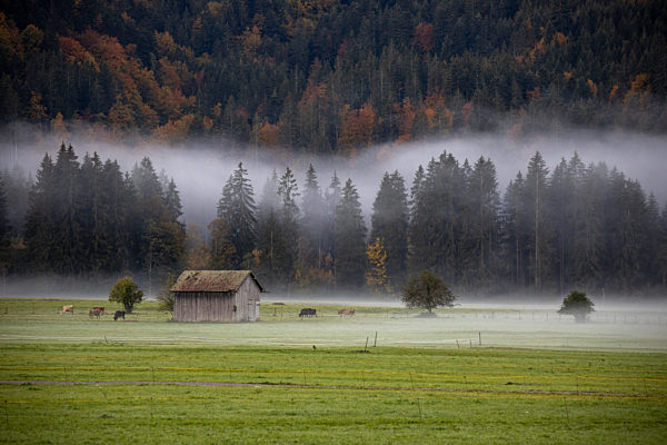 Morgennebel im Allgäu