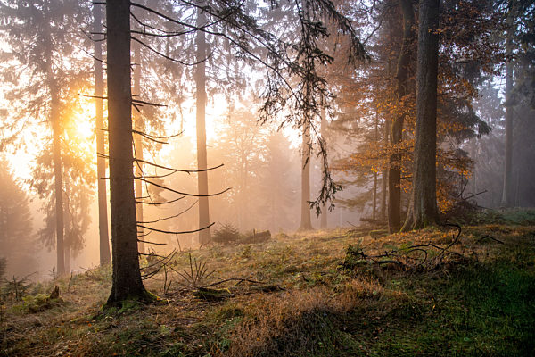 Sonnenaufgang im Nebel