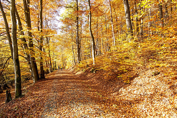 Sonniges Herbstwetter im Taunus