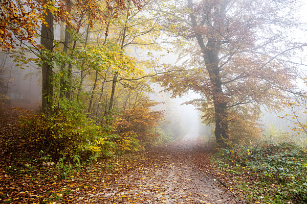 Herbstwald im Nieselregen
