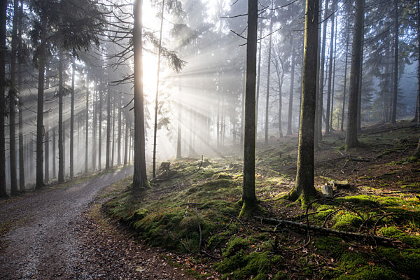 Hochnebel im Taunus