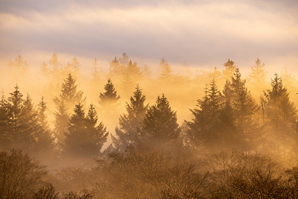 Hochnebel im Taunus