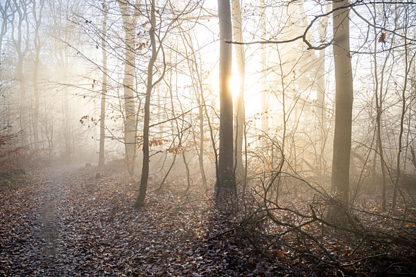 Sonne und Nebel im Wald