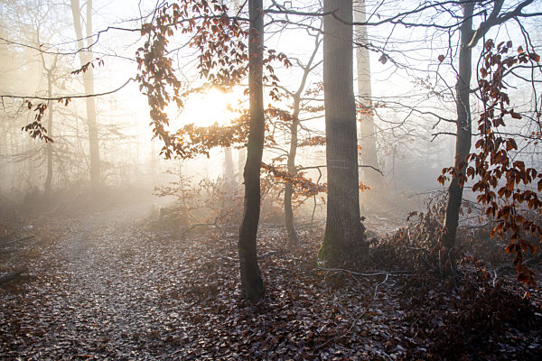 Sonne und Nebel im Wald