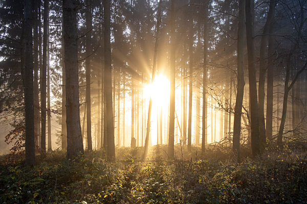 Nebel und Sonne im Wald