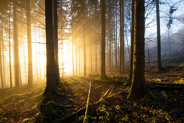 Nebel und Sonne im Wald