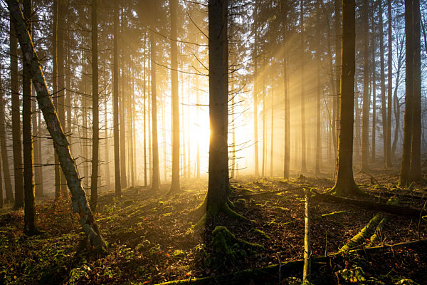 Nebel und Sonne im Wald