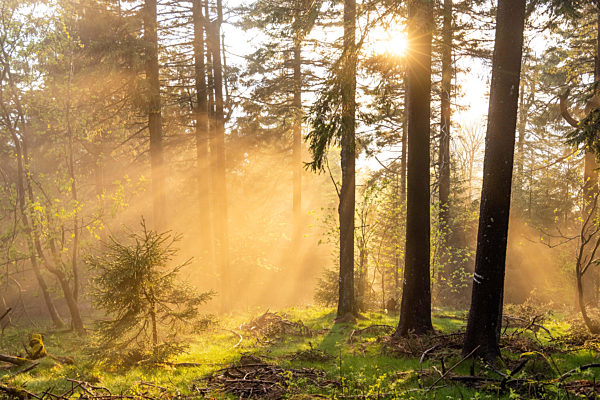 Sonne und Nebel nach dem Schauer