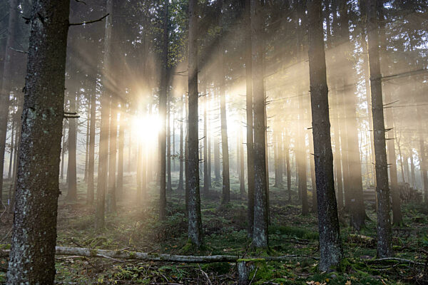 Nebel und Sonne im Wald