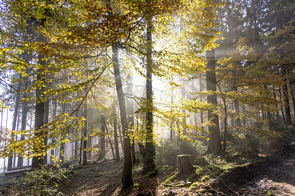 Nebel und Sonne im Wald