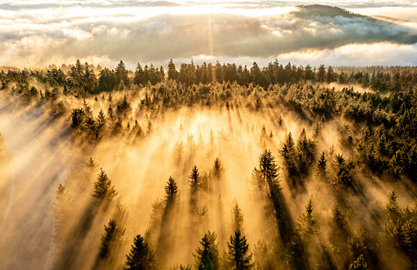 Sonnenaufgang über dem Hochnebel