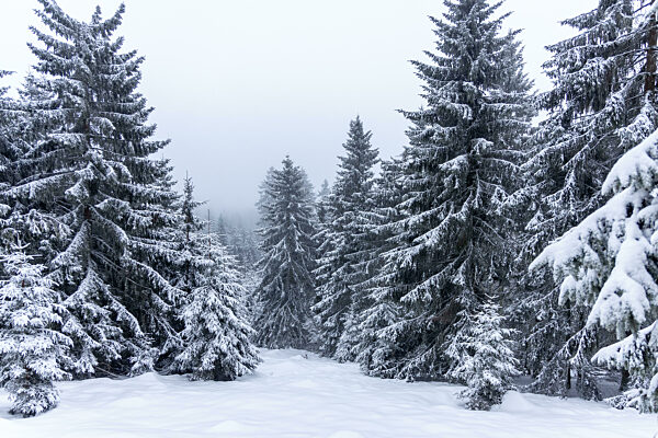 Schneesturm im Taunus