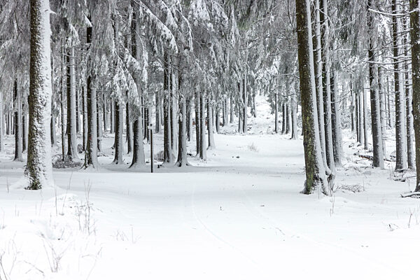 Schnee im Taunus