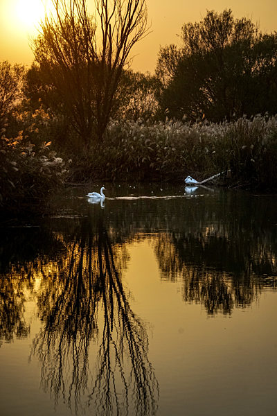 Wetland View of The Yellow River Estuary in Autumn