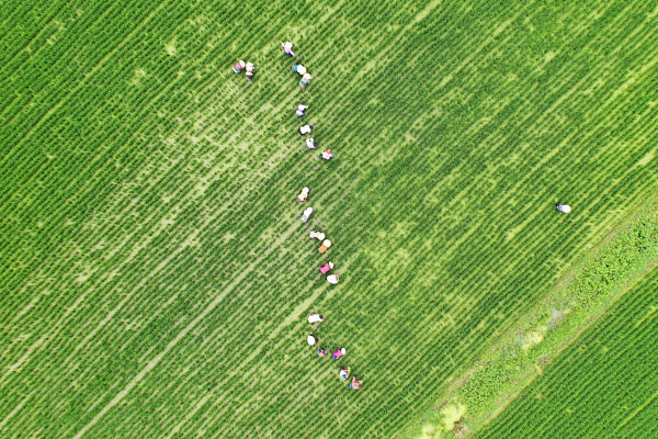 China Summer Agriculture
