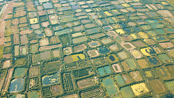 Drone Aerial Mulberry Fish Ponds