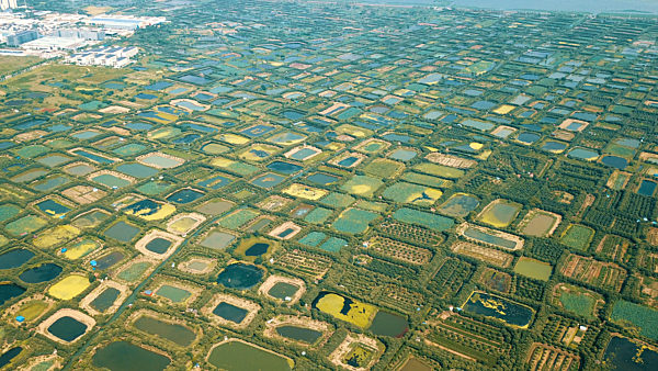 Drone Aerial Mulberry Fish Ponds