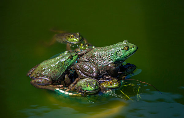 Bullfrog Breeding Base