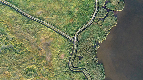 Aerial Loxia Bosten Lake Bay Wetland Reed Area