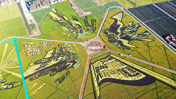 Creative Landscape Rice Fields