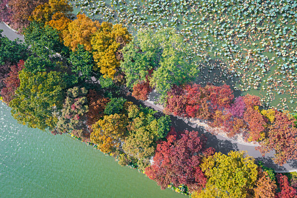 China Nanjing Xuanwu Lake Colorful Vegetation