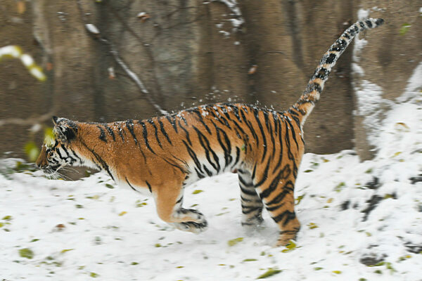 Beijing Zoo Tiger