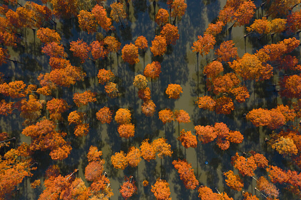 China Wuhan Water Forest