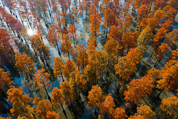 China Wuhan Water Forest
