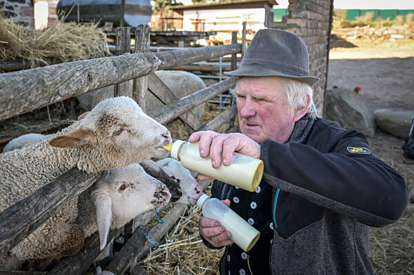 Lammzeit - Flaschenaufzucht in der Glockenschäferei Zink
