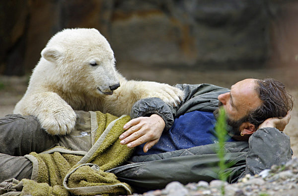 Eisbärjunge Knut ruht am Donnerstag (05.07...