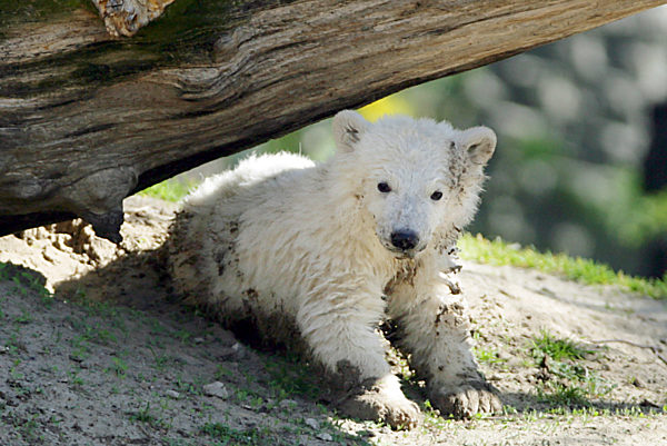 Eisbärbaby Knut, aufgenommen am Freitag (13.04.2007) im Berliner Zoo...