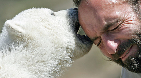 Eisbärbaby Knut spielt am Freitag (13.04.2007) im Berliner Zoo bei sonnigem...