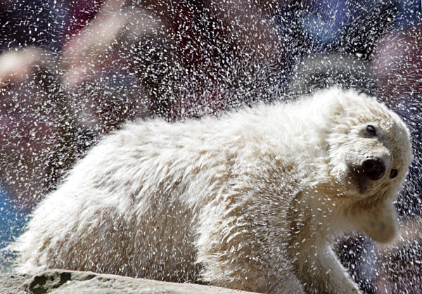 Eisbärbaby Knut schüttelt sich am Freitag (13.04...