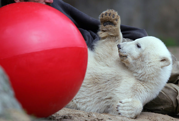 Das Eisbär-Baby Knut schaut am Freitag (11.05...