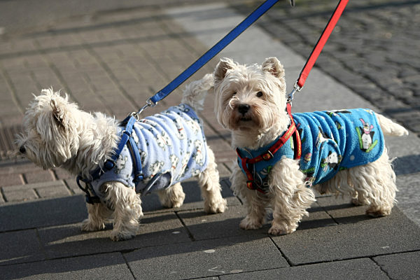 Hunde mit Mäntelchen